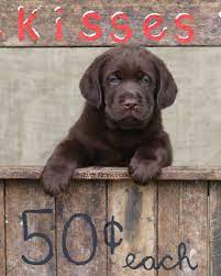 Labs are sociable, affectionate, and loyal. Puppies