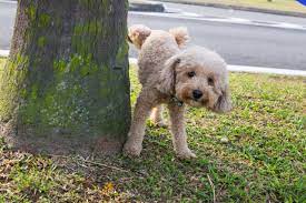 dog with a bladder infection 7 tips to