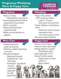 Science Diet Large Breed Puppy Feeding Chart Beautiful