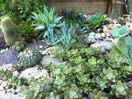 Rock Garden For Low Water Gardening