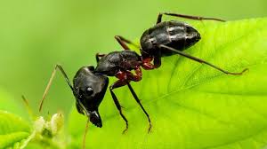 does boric acid kill ants mastering