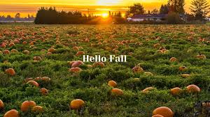 fall pumpkin wallpapers free