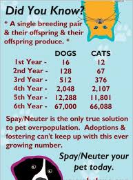Animal alliance spay/neuter clinic location: Do You Know About Our Spay Neuter Assistance Voucher Program Humane Society Of Knox County