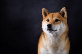 The dogecoin name and shiba inu logo are based on a meme. Dogecoin 3 Questions To Tell Whether It S Time To Invest The Motley Fool