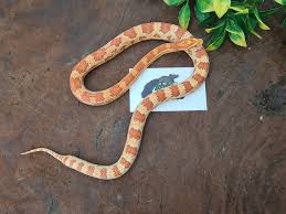 Choose from a variety of pet reptiles for sale including snakes, lizards, turtles and more. Zutopia Reptile And Exotic Pet Shop Posts Facebook