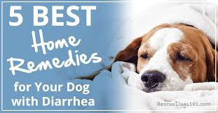 5 proven home remes for your dog
