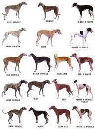color chart greyhound ranch