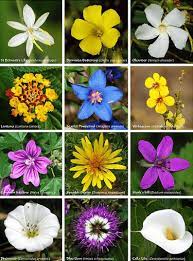 flowers names in english and hindi