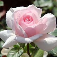 Rosa in vaso A Whiter Shade of Pale - Vendita Piante Online