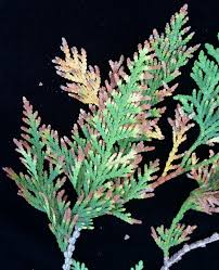 In winter months, arborvitae tree leaves can turn brown due to freeze injury and winter burn. Landscape Arborvitae Needle Blight Umass Center For Agriculture Food And The Environment