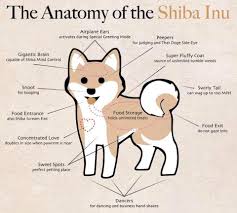 A Shiba Chart For Dank Memers Dankmemes