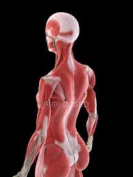 The back is a complex area encompassing a large number of muscles and movements. Female Anatomy Showing Back Muscles Computer Illustration Internal 3d Model Stock Photo 312138836