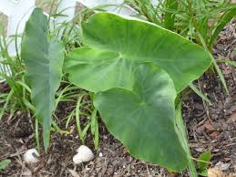 Before winterizing your elephant ear plants, put on the gloves. Problems With Elephant Ear Plants Do Elephant Ears Affect Nearby Plants