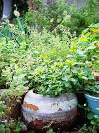 29 perennial herbs you can plant once
