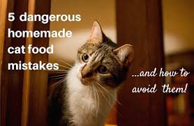Once your cat has been diagnosed, it's time to start treatment. 5 Dangerous Homemade Cat Food Mistakes How To Avoid Them Natural Cat Care Blog
