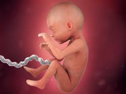 Image result for free picture 22 week intrauterine growth