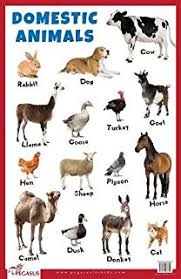 Buy Domestic Animals Educational Wall Charts Book Online