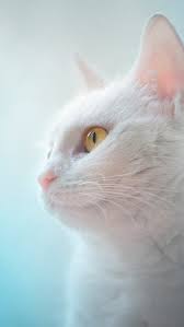 White Cat Yellow Eyes Blue Background