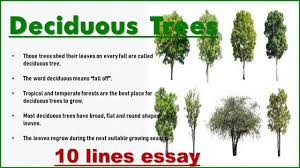 10 lines essay on deciduous tree