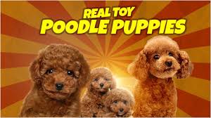 real toy poodle puppy poodle dog