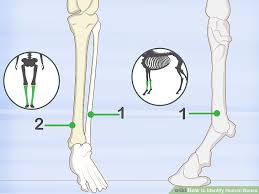 How To Identify Human Bones 15 Steps With Pictures Wikihow