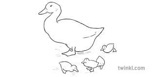 Duck snivy pokemon black & white pokémon black 2 and white 2 pokémon adventures, duck png. Jemima Puddle Duck With Ducklings Black And White Ilustracao Twinkl
