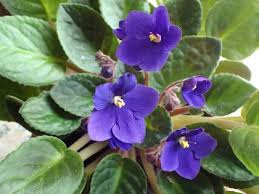 african violets shouldn t be throw away