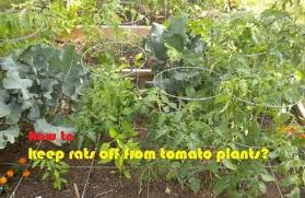 how to keep rats off from tomato plants