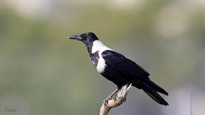 白頸鴉Collared Crow - 澳門生態網