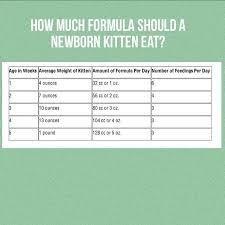 Question How Much Formula Should A Newborn Kitten Eat