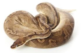 The Most Expensive And Rarest Ball Python Morph Revealed