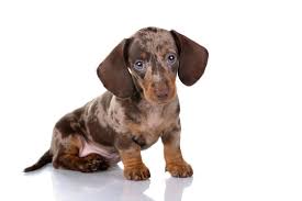 61 360 best dachshund puppy images