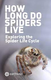 how long do spiders live spider life