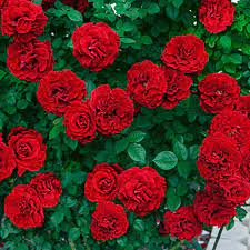 roses rose bushes