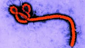 In this article how do you get ebola? Ebola History And Outbreaks Everyday Health