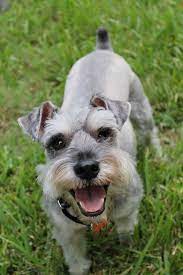 My goal is to provide quality pets to good homes at fair prices. Where To Find Miniature Schnauzer Puppies For Sale Dogable
