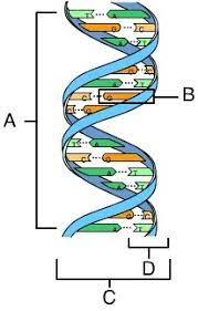 mastering bio questions flashcards