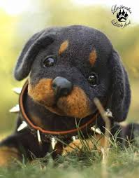 rottweiler puppy homer by eugenia and