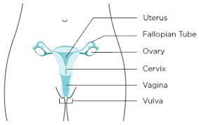 Here you will find static and dynamic poses, sitting, standing and recumbent poses, a girl in a jump, a girl with a staff in her hands. Basic Information About Vaginal And Vulvar Cancers Cdc