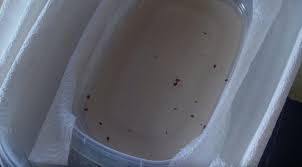 how to make your own bed bug trap using