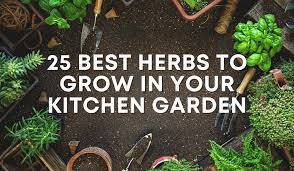 25 best herbs to grow in your kitchen