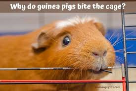why do guinea pigs bite their cage