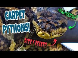 capricious carpet pythons creature