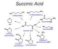 succinic acids