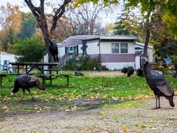 Wild turkeys are fascinating to watch, not only for their distinctive plumage but also for their interesting behavior and social natures. Wild Turkeys In The Twin Cities These Aren T Thanksgiving Birds Mpr News