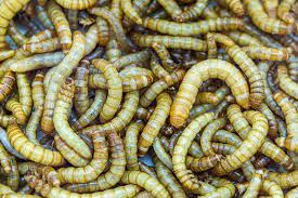 how to breed mealworms complete guide