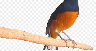Memelihara burung kini telah menjadi hobby untuk sebagian masyarakat indonesia. Robin Bird