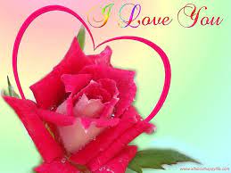 u rose red rose for love hd wallpaper