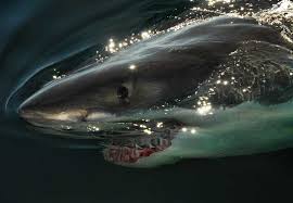 great white sharks in maine maine