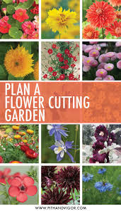Cut Flowers You Can Grow From Seed